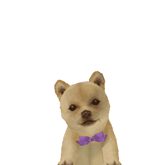 Support Dog